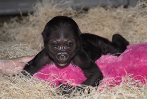 baby gorilla
